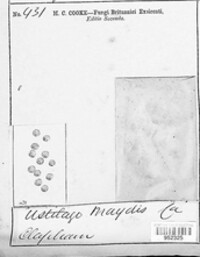 Mycosarcoma maydis image